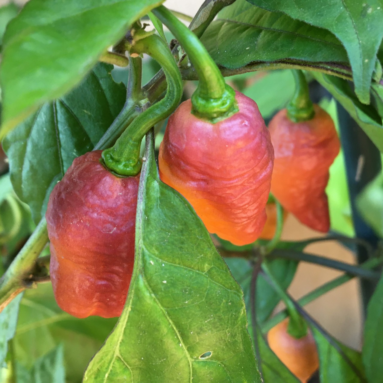 Pink Tiger Hot Pepper Seeds, EXTREMELY HOT PEPPER!!! 10 Seeds Free Shipping!