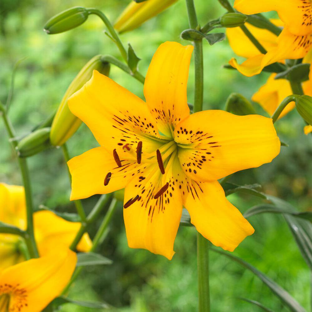 Asiatic Lily Yellow Bruse Flower Bulbs 10 Pack 14–16 cm Garden Planting Bulbs