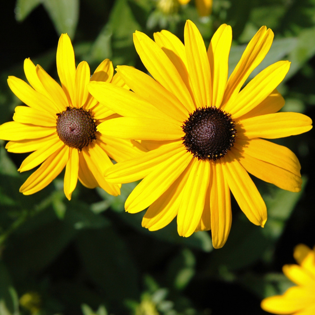 Fresh Premium Elegant Black Eyed Susan Seeds | Heirloom Non-GMO | Flower Seeds