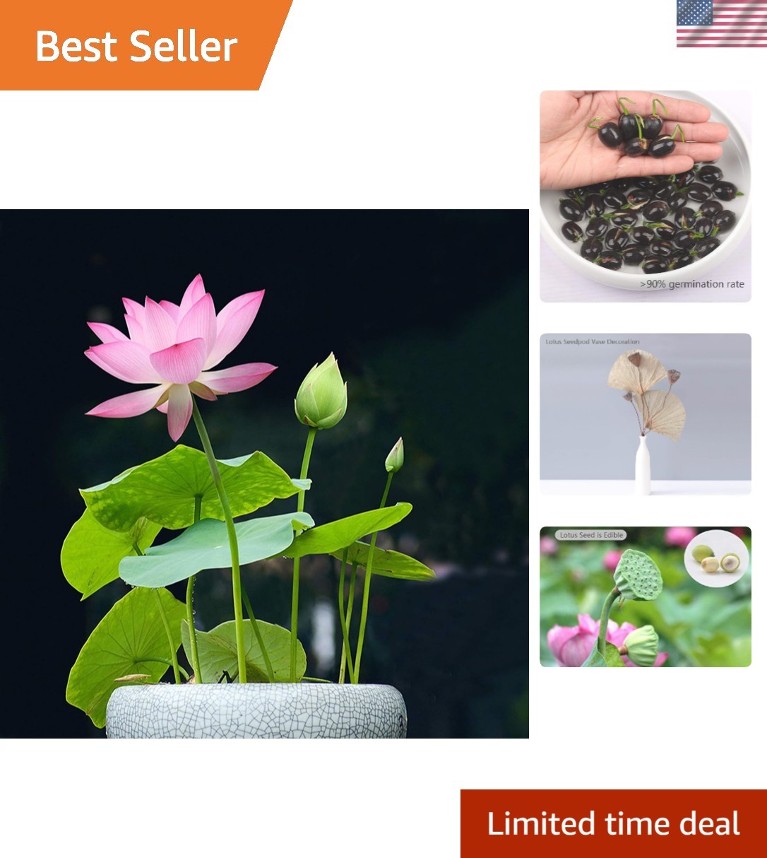 Lotus Flower Seeds for Indoor Outdoor Gardening – Purifying Pink & Red Blooms
