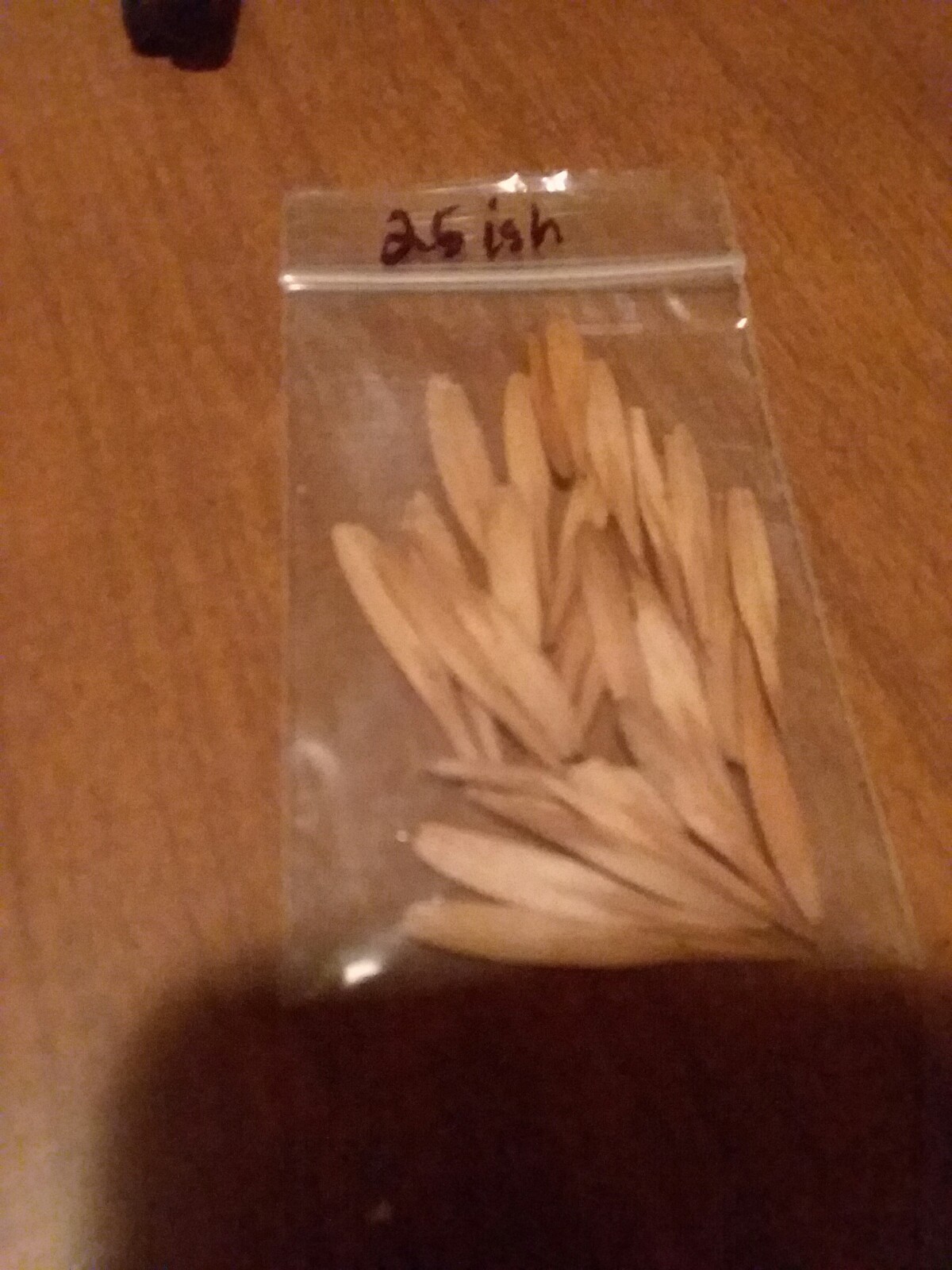 20+ White Ash Tree Seeds (Fraxinus Americana) ((American Ash))