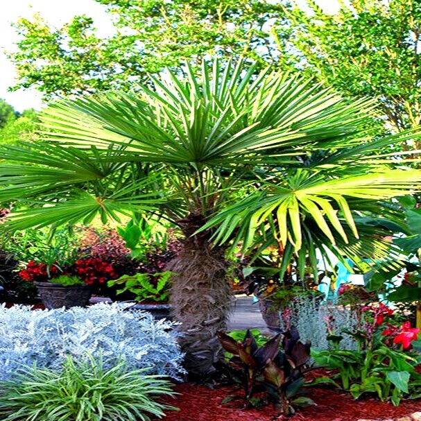 10 WINDMILL FAN PALM Tree Seeds Trachycarpus Fortunei MOST COLD HARDY Palm Plant