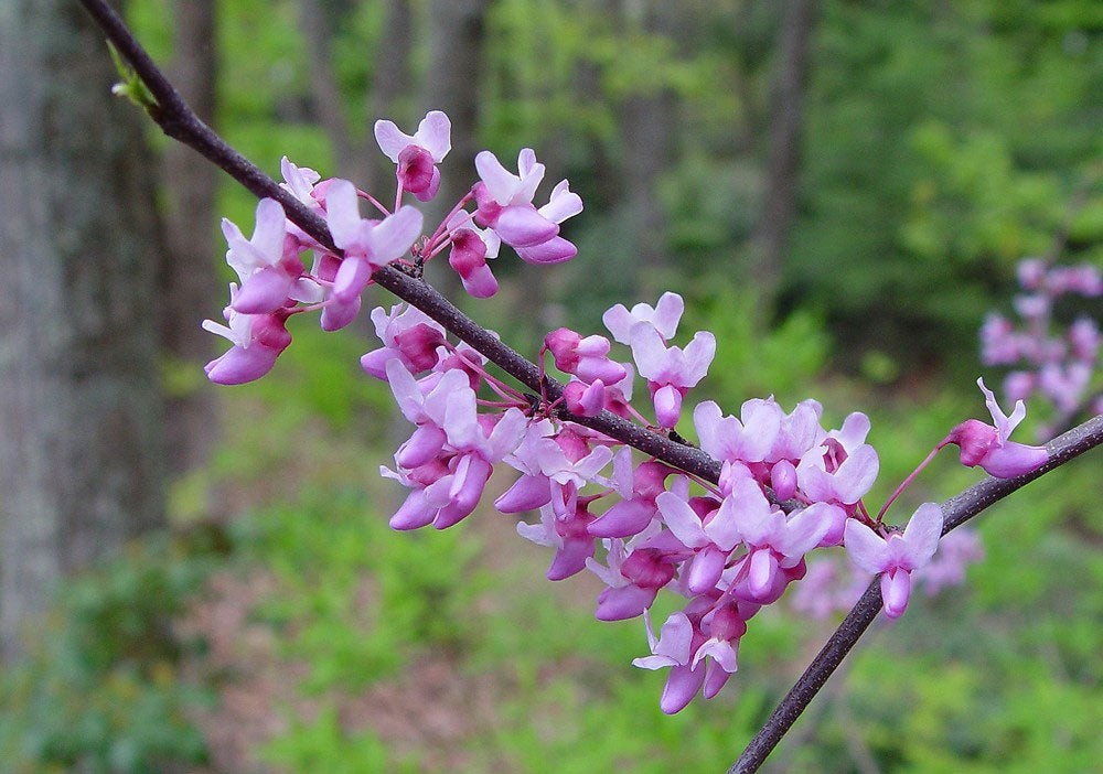Eastern Redbud Tree Cercis Canadensis Seeds Free Shipping!