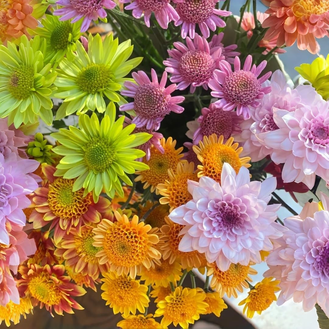 100pcs Chrysanthemum Seeds – Beginner-Friendly, Non-GMO Flower Seeds for Plan…