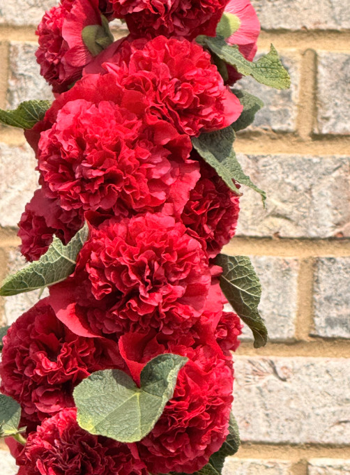 Hollyhock CHATER’S DOUBLE RED Double Blooms Chaters Biennial Non-GMO 30 Seeds