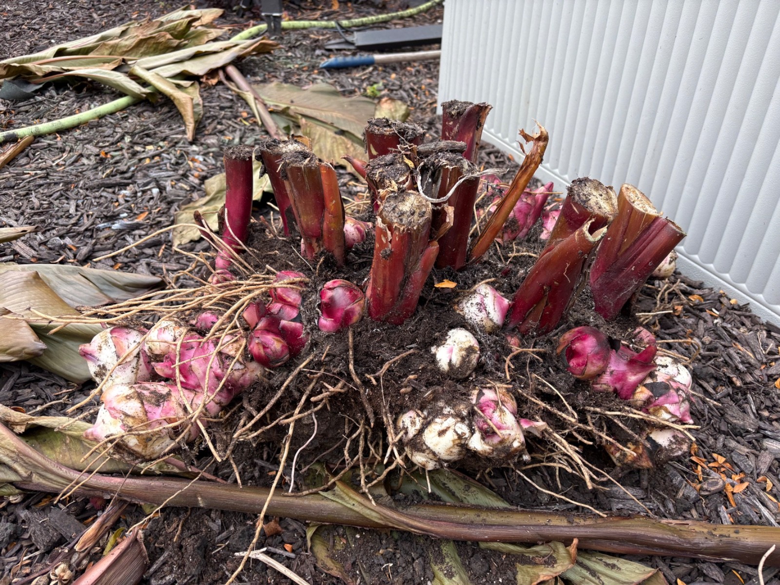 Very RARE – GIANT RED KING CANNA BULBS 8-12 FEET TALL – (5) Bulbs Ready to Plant