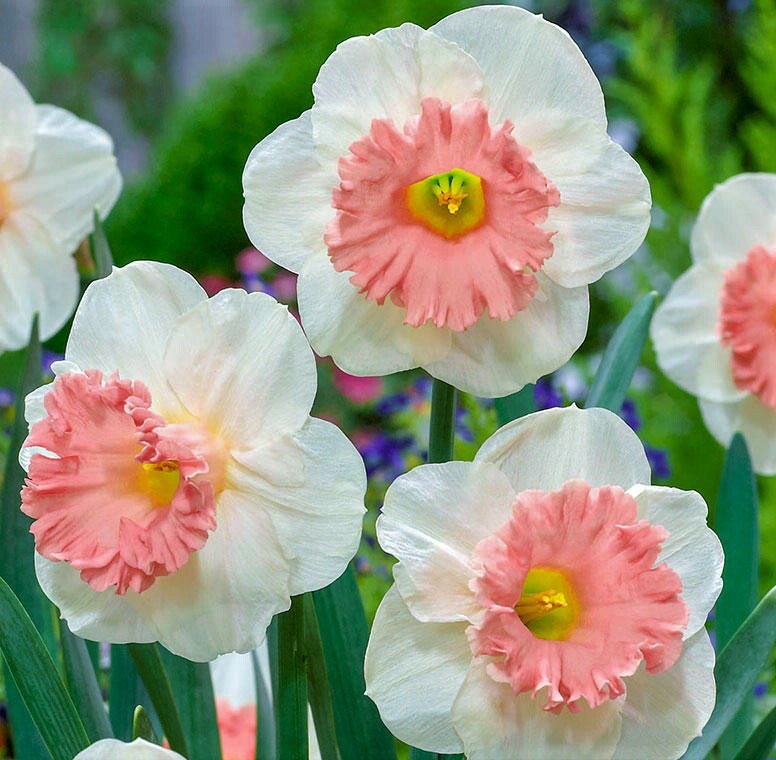 GIANT FLOWERING SNOWDROPS-GALANTHUS Flower Bulb Pretty Flowers, Check Our Store