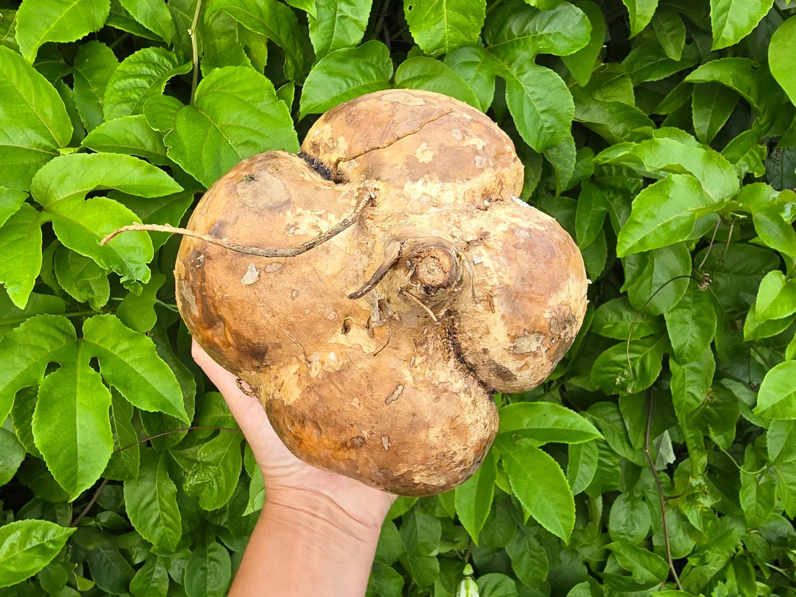 Thai Jicama Seeds, Chinese Potato, Singu Bean, NON-GMO, FREE SHIPPING