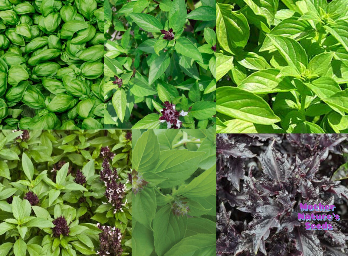Basil CHERYL’S CHEFS BLEND Ocimum basilicum 6 Types Culinary Mix 200+ Seeds!