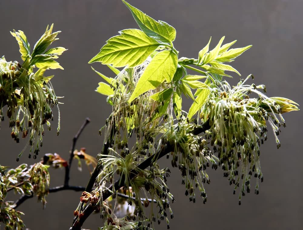 Boxelder Maple Tree Seeds for Planting – 30 Seeds -Acer negundo- Ships from Iowa