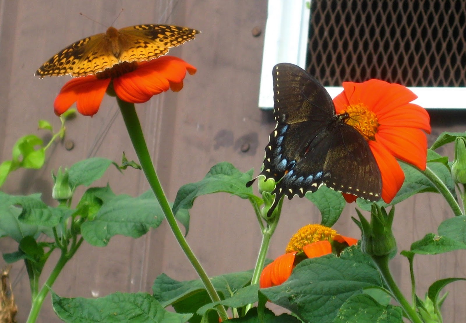 101+MEXICAN SUNFLOWER Seeds Drought Heat Summer Flower Garden Container Easy