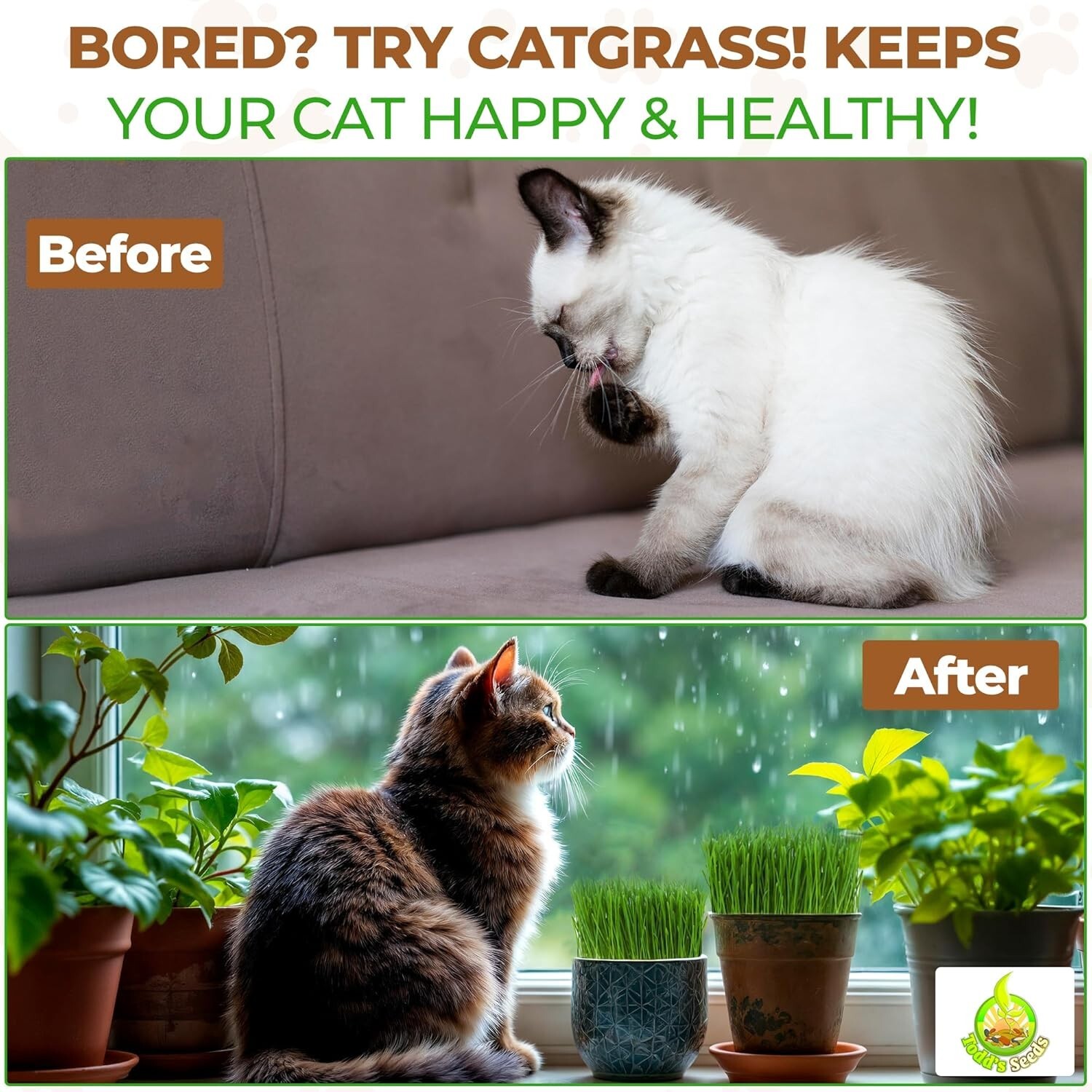 1lb Pet-Safe Wheatgrass for Cats – Todd’s Non-GMO Grass, Easy Indoor Growing