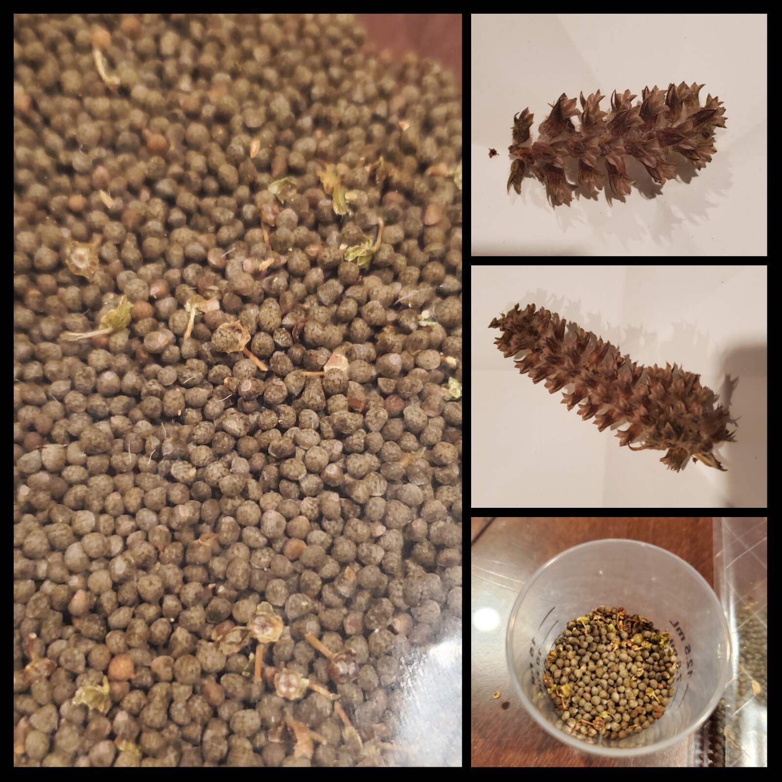 Organic Korean Perilla seeds, 1000ct, Hand tended & harvested, NEW CROP 들깨 깻잎 씨앗