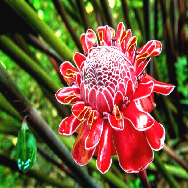 10 RED TORCH Ginger Seeds (Etlingera elatior) Flower Tropical Garden Plant RARE!