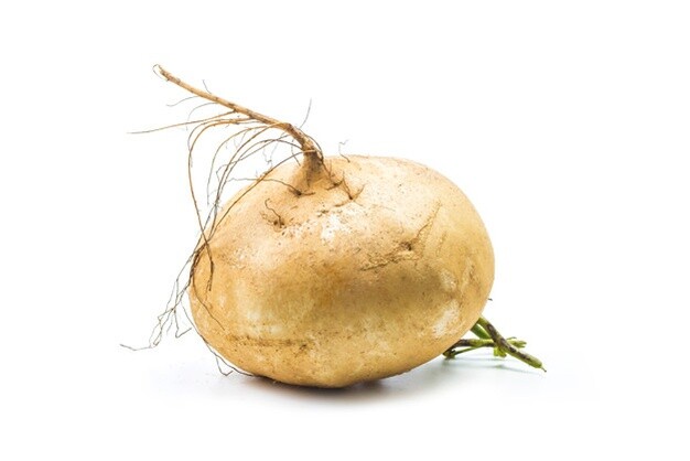 Pachyrhizus erosus JICAMA – Seeds!