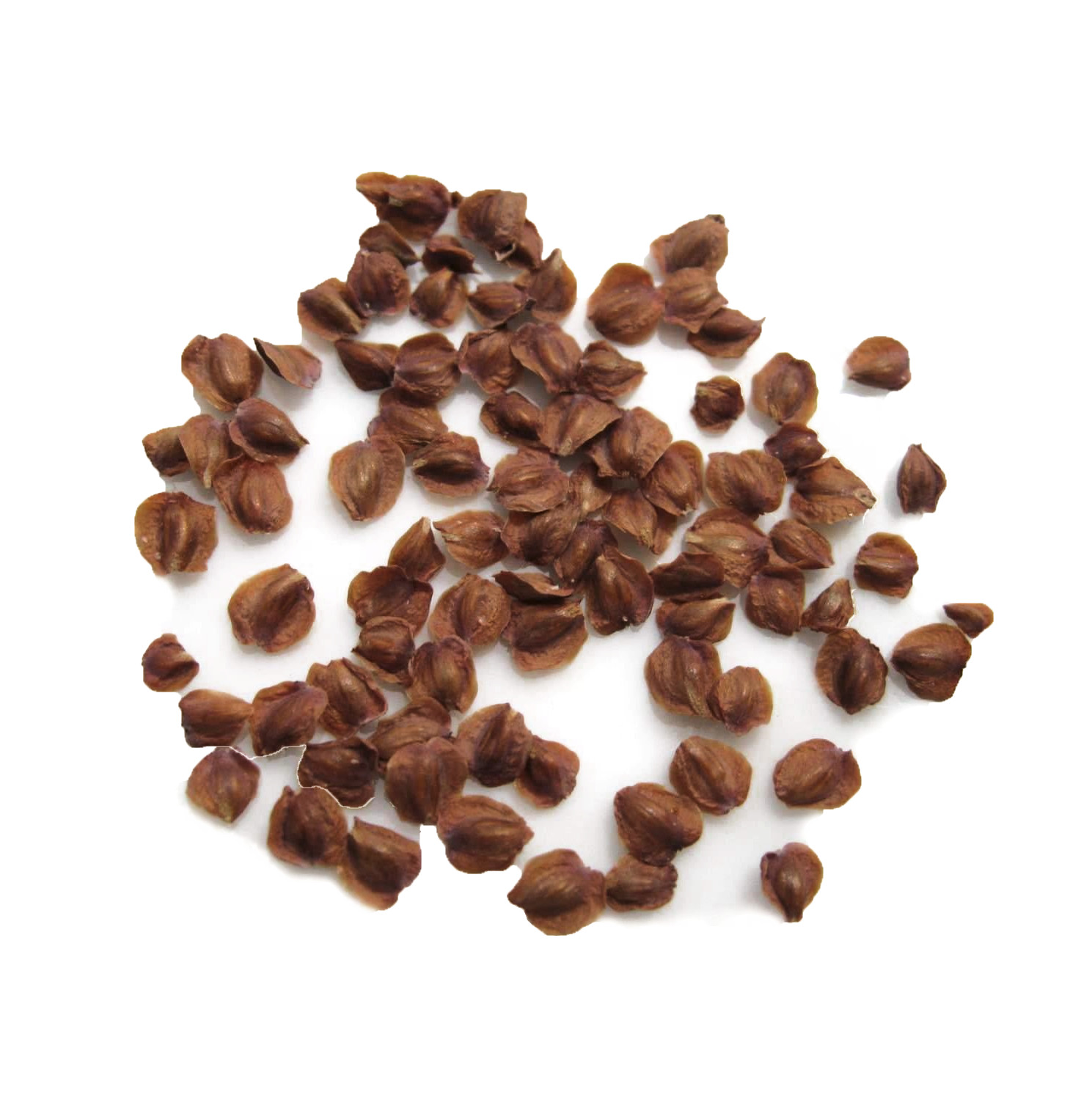 Lawson’s Cypress Tree | Premium Seeds | Chamaecyparis lawsoniana | Plants’®