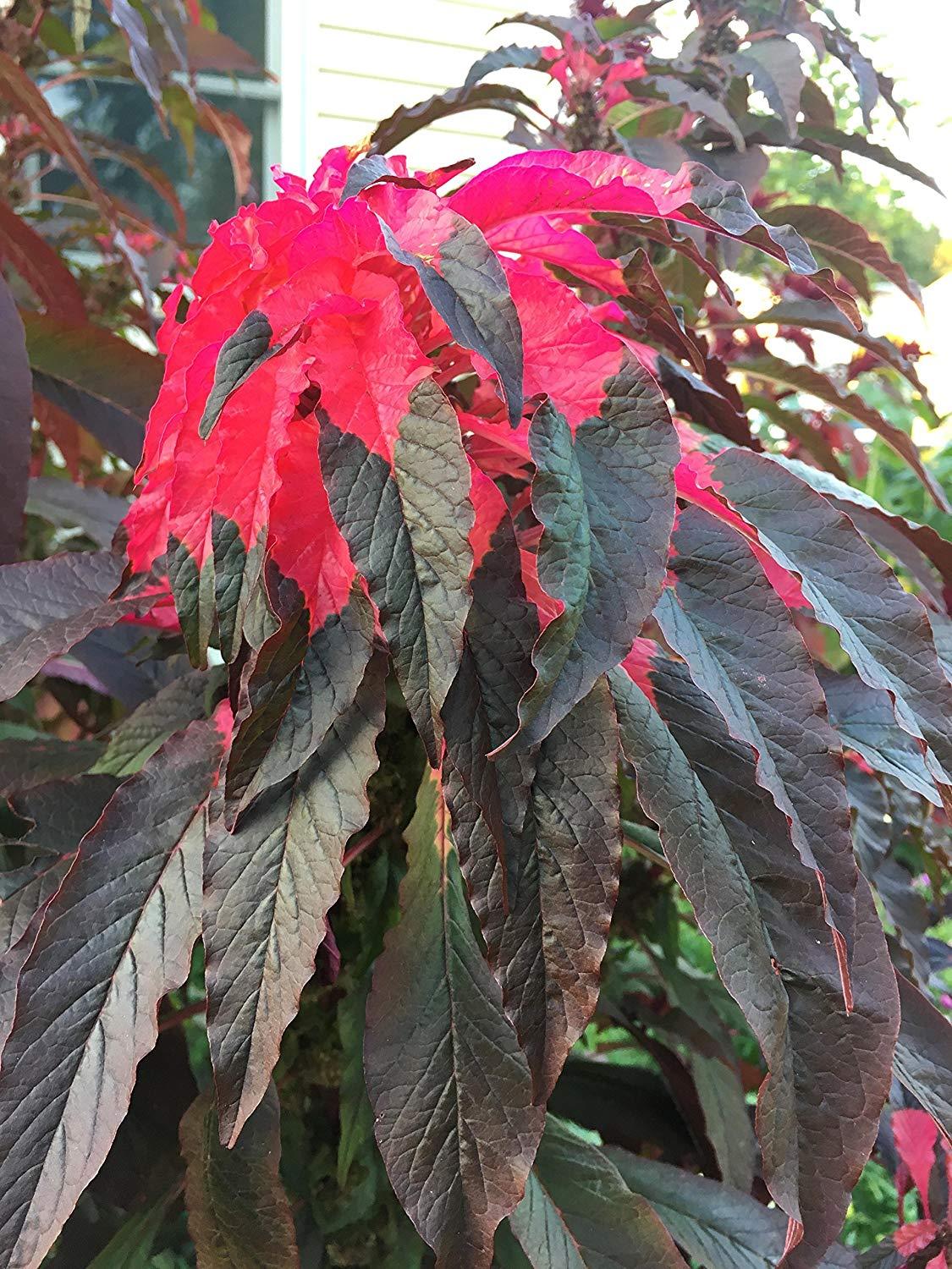 Joseph’s Coat Amaranthus “Molten Fire” Amaranth Summer Poinsettia Premium Pack