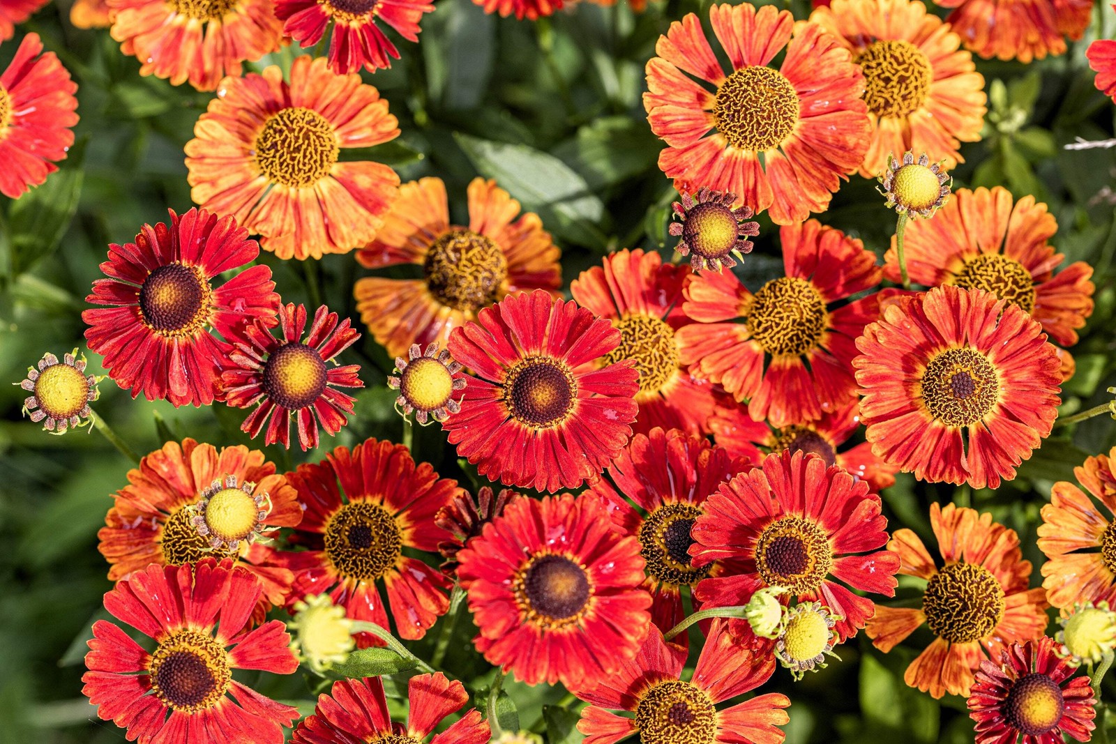 100 HELENIUM AUTUMN LEAVES Mix Helenium Autumnale Sneezeweed Flower Seeds