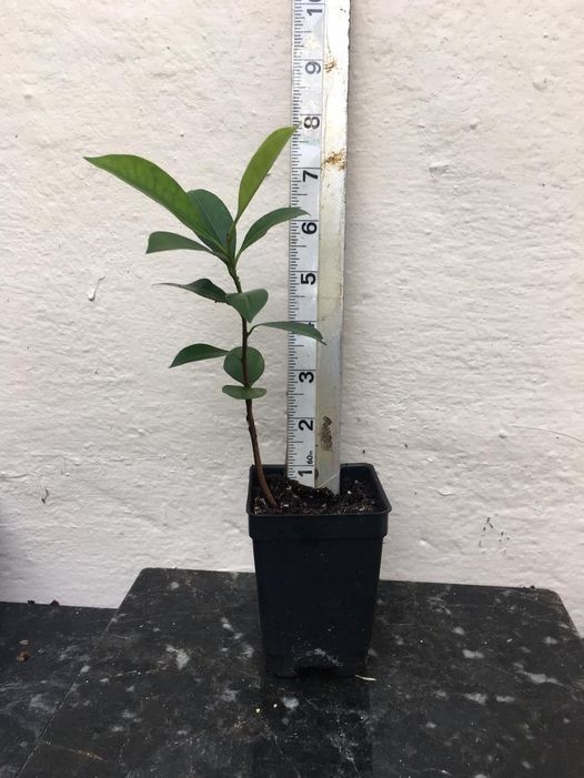 Mimusops Elengi Tree Fragrant Spanish Cherry, Indian Medlar Bakul