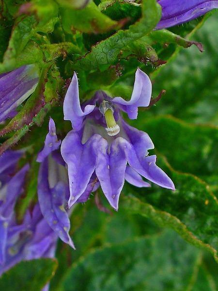 Lobelia siphilitica | Blue Cardinal Flower, | Big Blue Lobelia | 200 Seeds