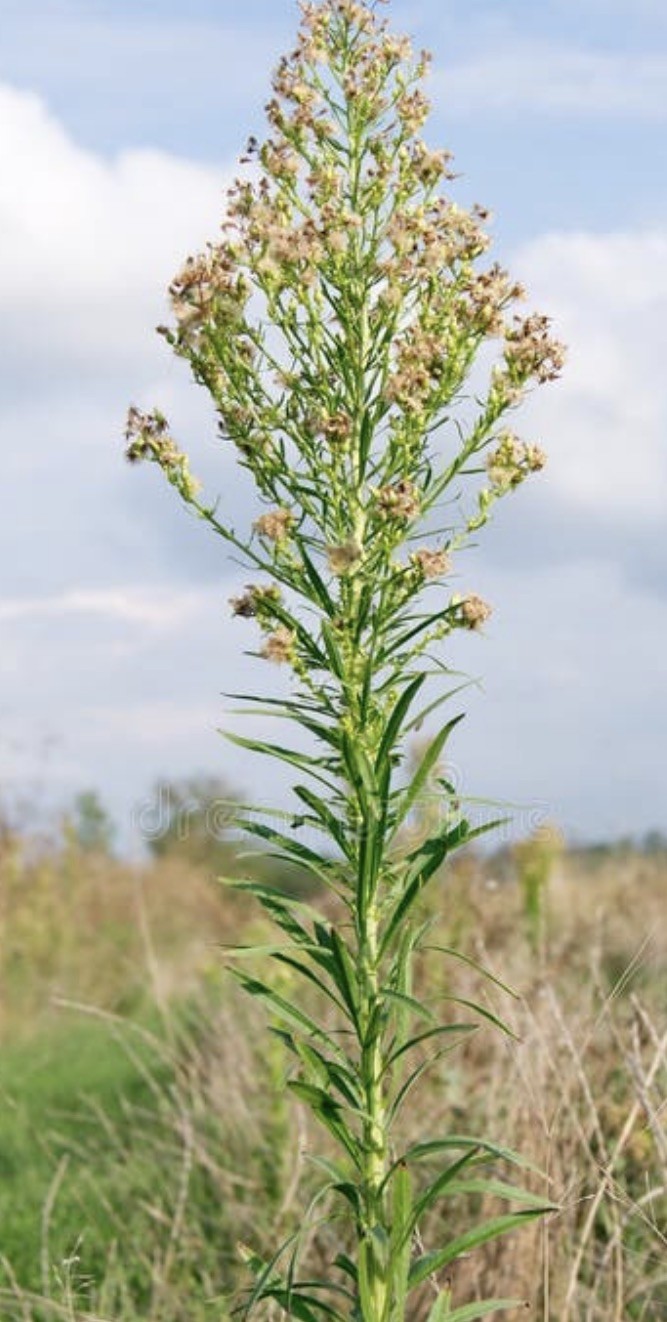 Conyza canadensis – Marestail – Native American – butterfly garden seeds
