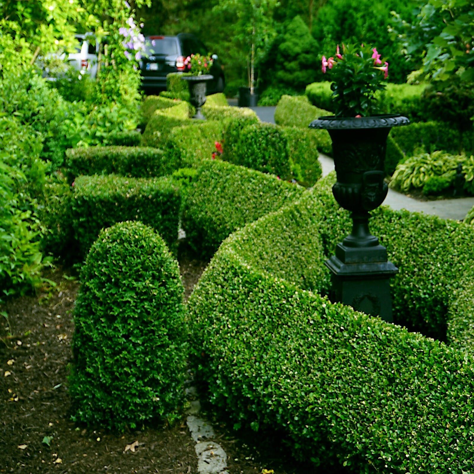 Common English Boxwood Tree Seeds (Buxus sempervirens) Hardy Landscaping Shrub