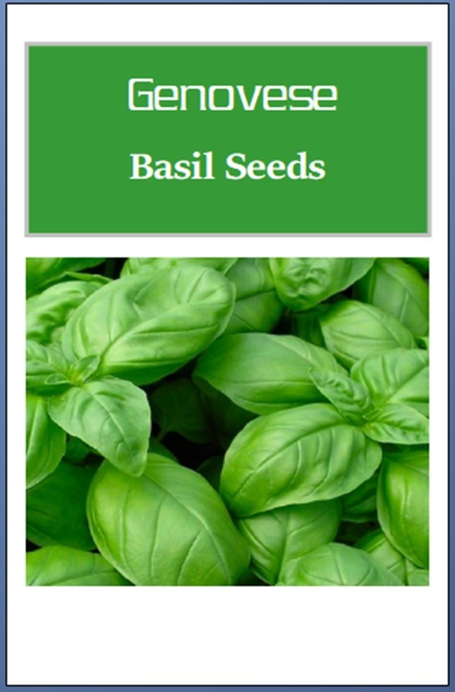 Genovese Basil Seeds | NON-GMO | Heirloom | Fresh Garden Seeds