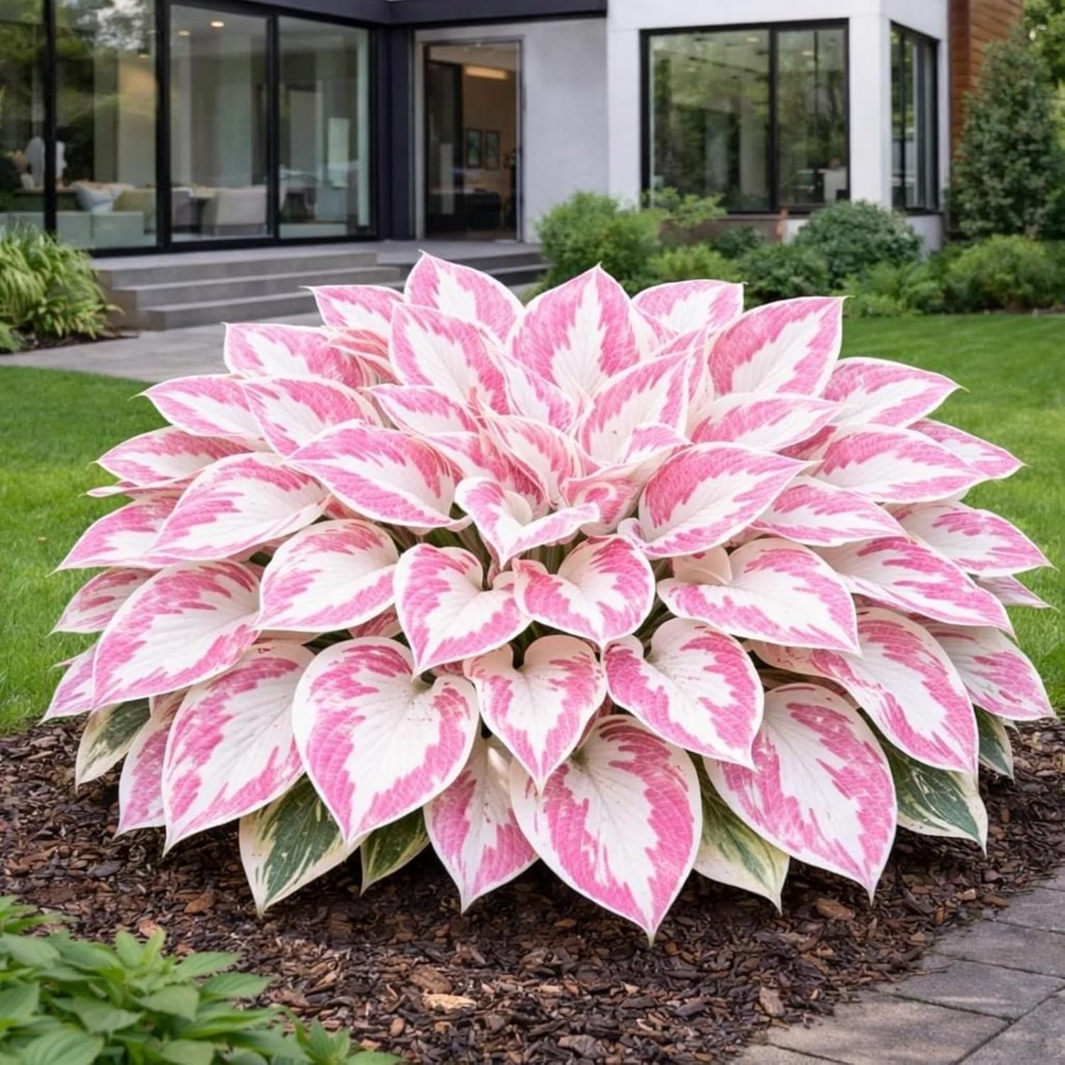 GMO Free 370+ Hosta Seeds – High Germination, Colorful Perennials for Any Garden