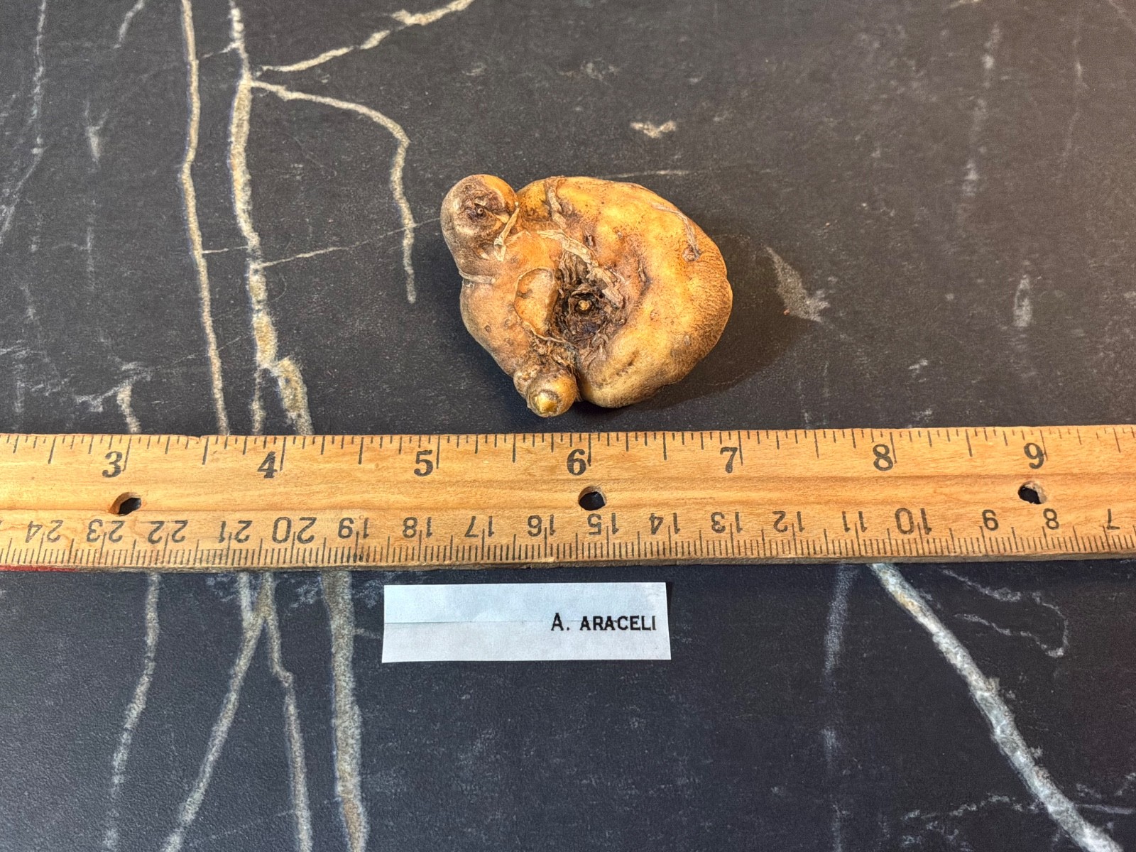 Amorphophallus sp. araceli -2YO Tropical Collectors Rare Plant Aroid Bulb Flower