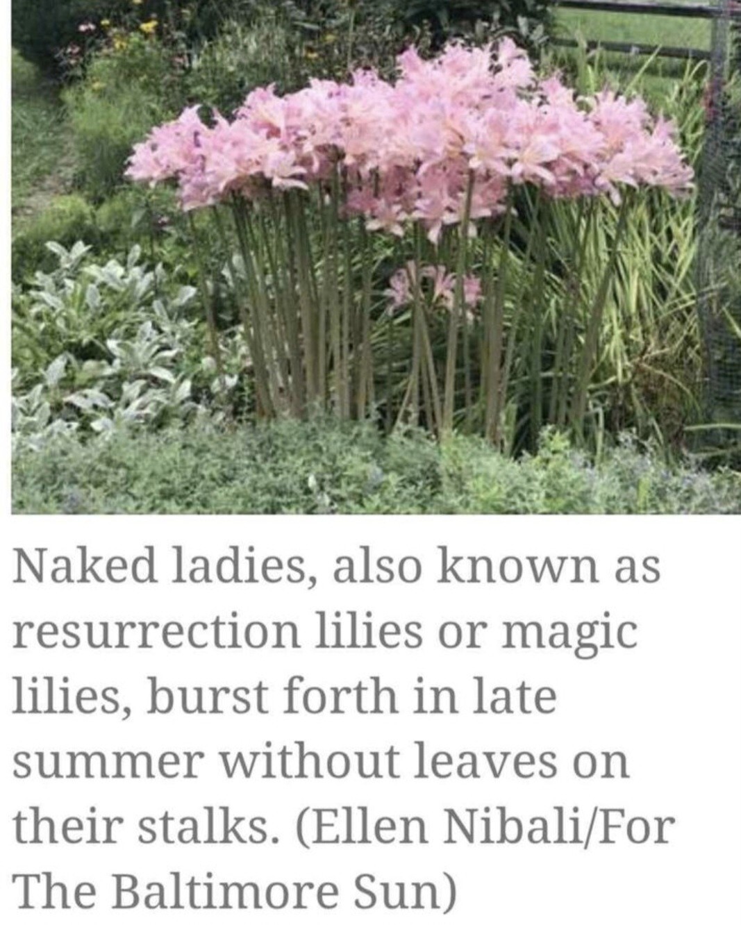 💗Naked Ladies Pink Lot of 10 – Surprise Lycoris Lily Blubs. $27.00
