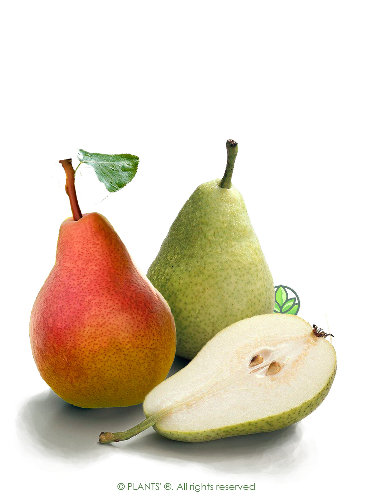 European Pear | Premium Seeds | Pyrus communis ‘Fruit’ | Plants’®