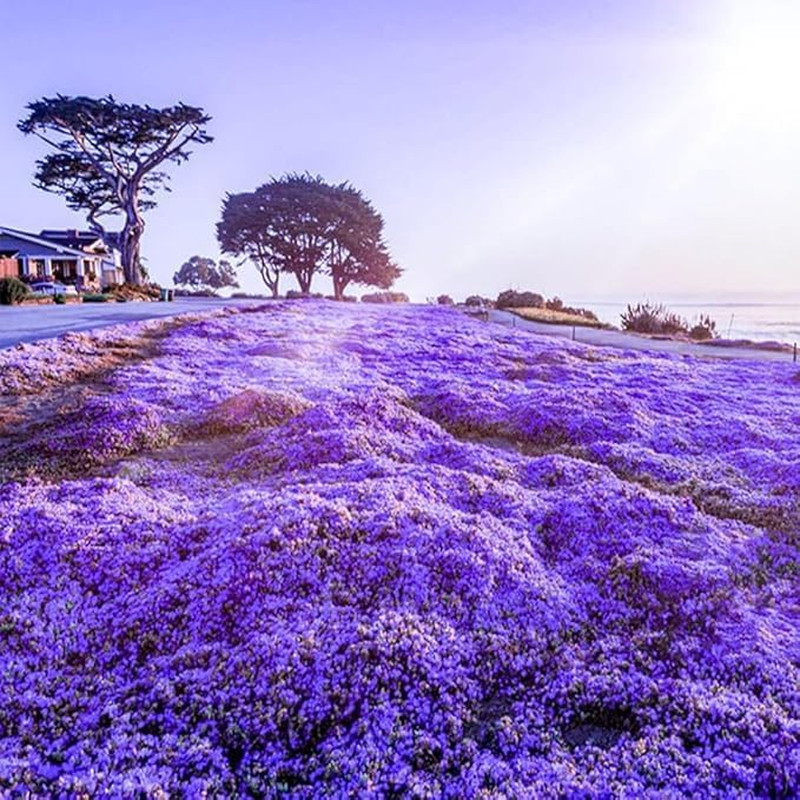 20000+Creeping Thyme Seeds for Planting Outdoor-Heirloom Thymus Serpyllum