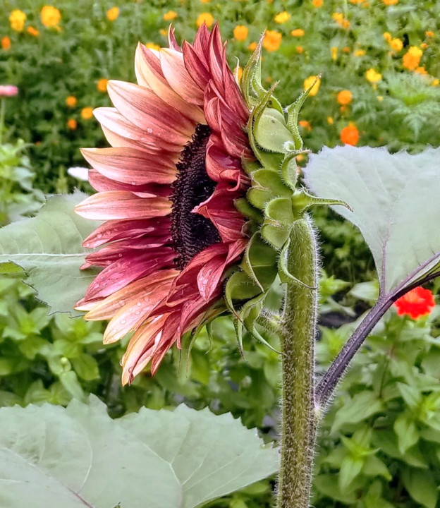 ProCut Plum Sunflower Seeds | Pink Purple Bicolor Flower Seed 2024 Fast Shipping