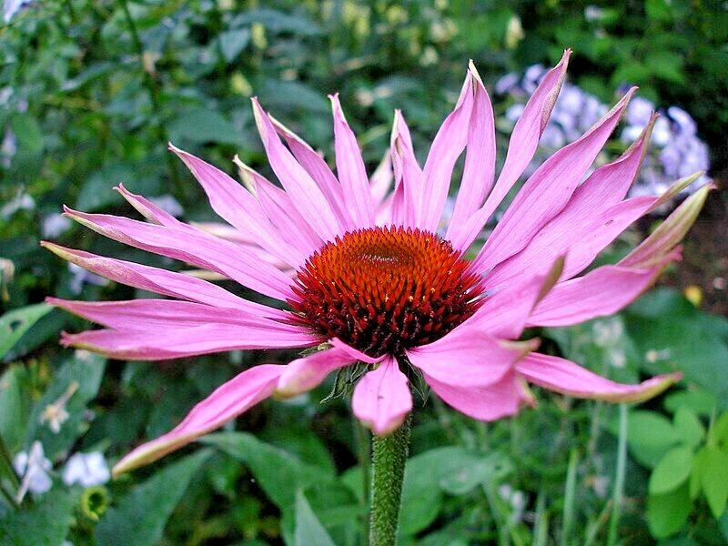 purple Echinacea 100 seeds, coneflower, large daisy-like flowers, herb.