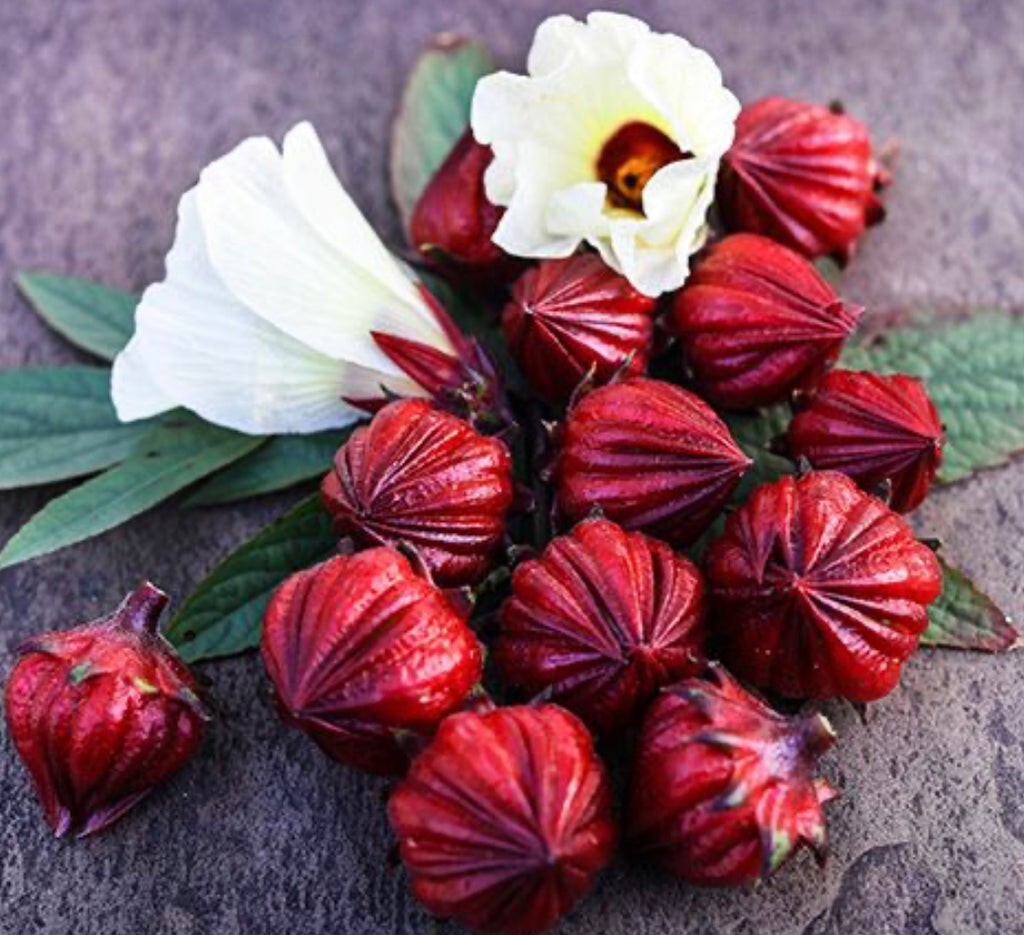 30 Seeds – Hibiscus – Asian Sour Leaf – Roselle Seed. Hạt Giống Bụp Giấm