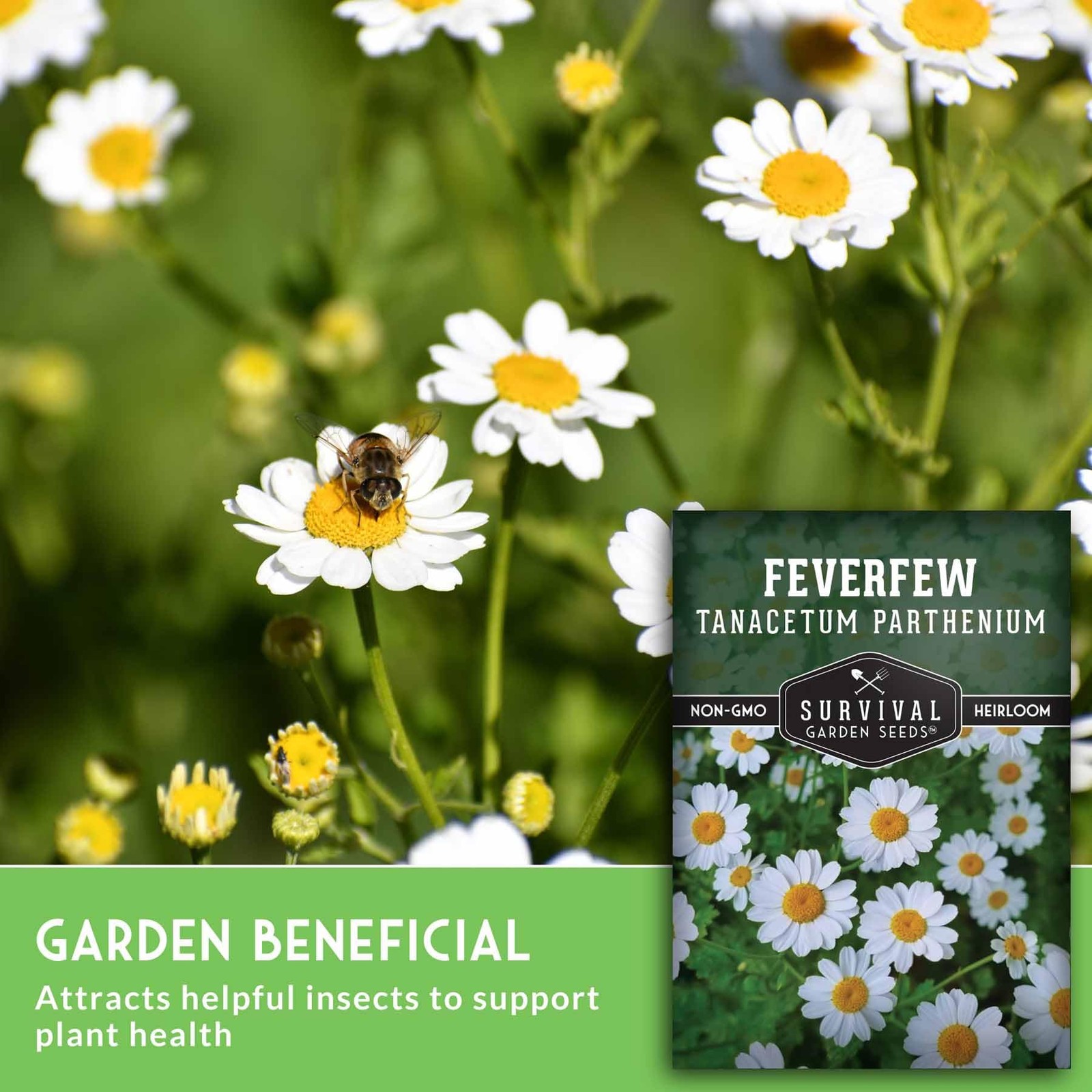 Feverfew Seeds Easy to Grow Perennial Herb for Pollinator Gardens 5 Pack
