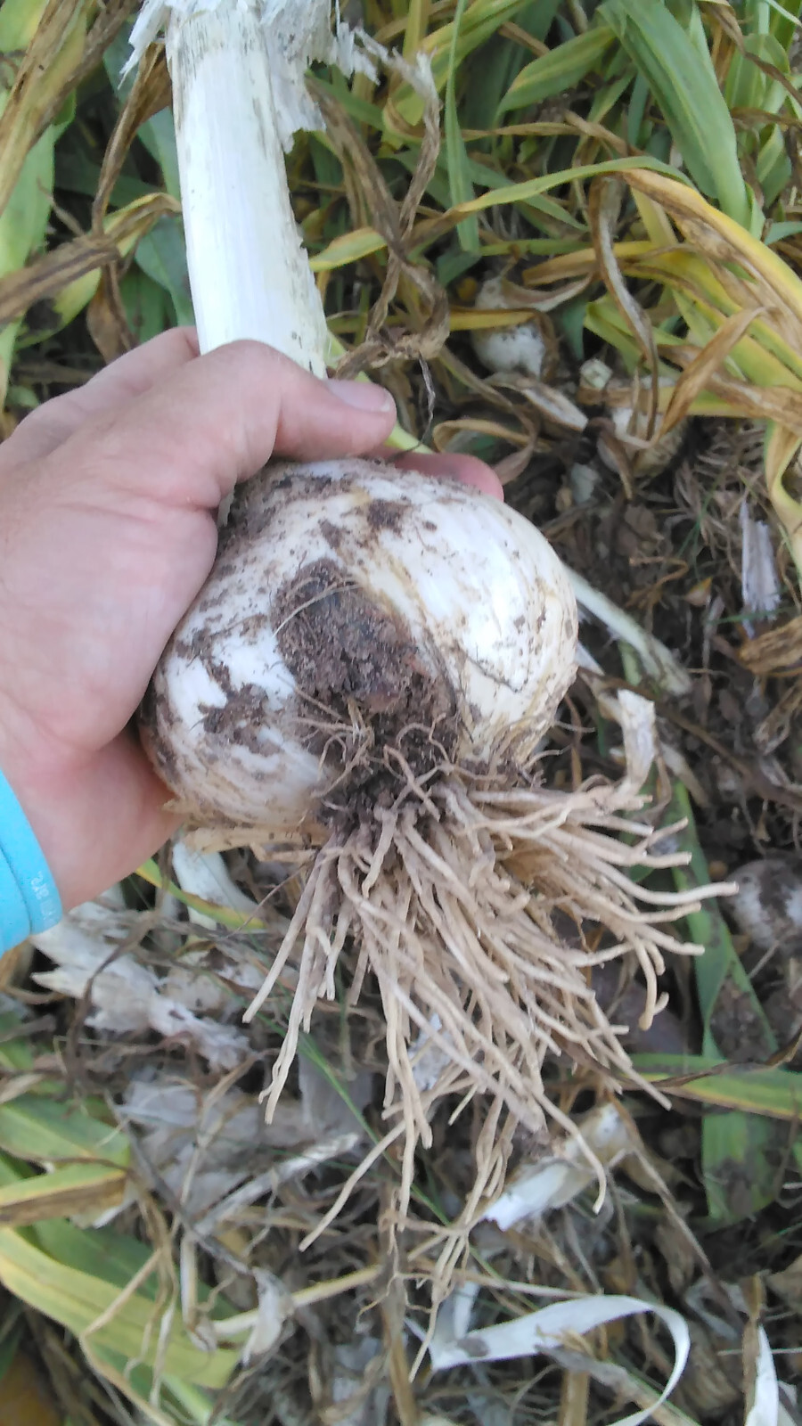 20 Garlic (Allium sativum) Corms/Bulbils- Fresh & Ready To Plant