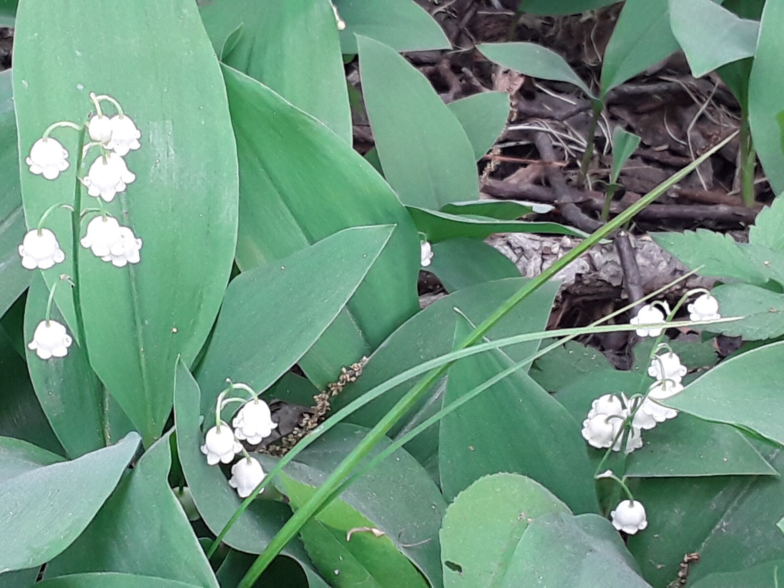 Convallaria majalis — Lily of the Valley 20 bare-root plants — from Michigan!