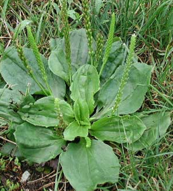 400+ Organic Broadleaf Plantain Seeds ~ Plantago major *Free US shipping*