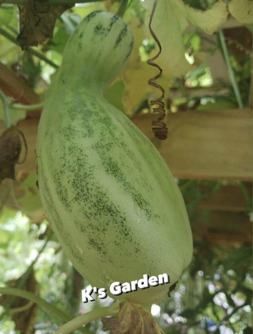 20 pcs MUSK MELON SEEDS, DƯA GANG DẺO | 98% GERMINATION, NEW SEEDS |