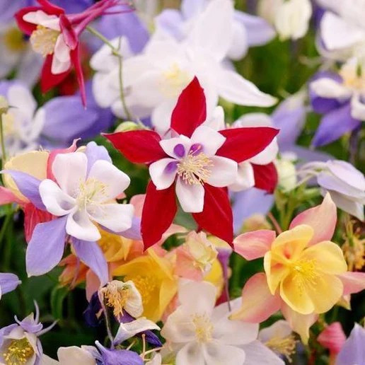 200+ MCKANA GIANTS COLUMBINE SEEDS — PERENNIAL MIX – HUMMINGBIRD / BUTTERFLIES