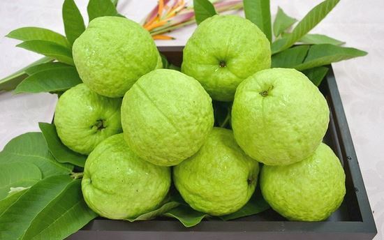 RARE GIANT Taiwan GUAVA Fruit Seeds-20 SEEDS