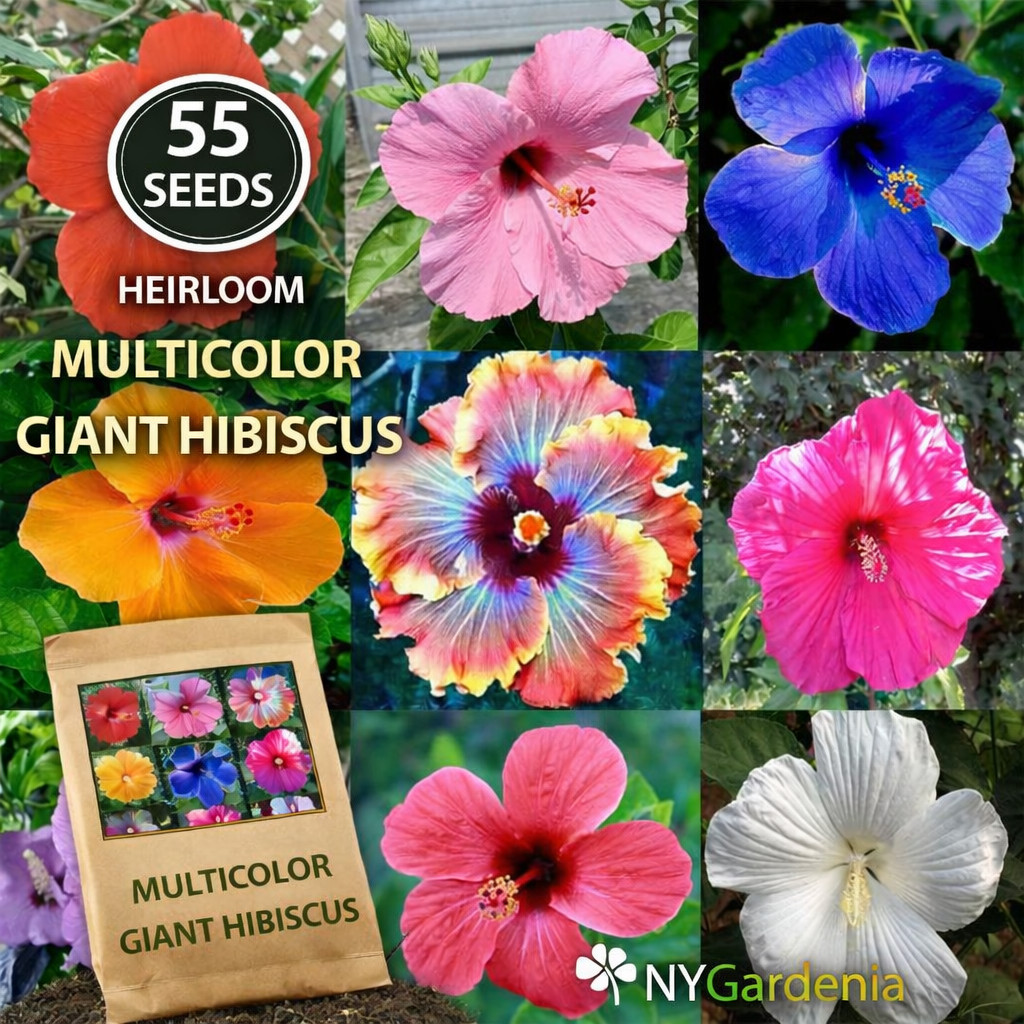 55 Multicolor Giant Hibiscus Seeds Tropical Flower Garden Easy Grow