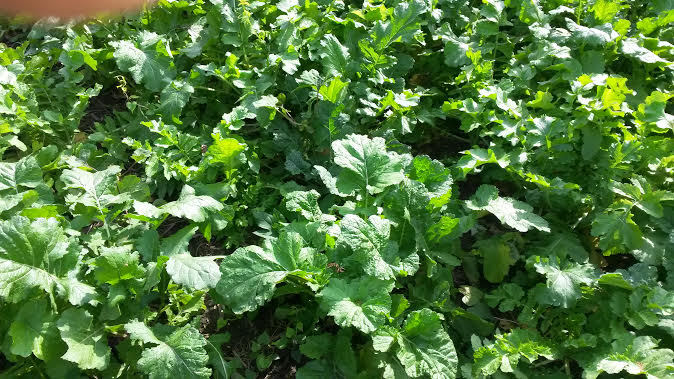 5 LBS DEER GREENS PURPLE TOP TURNIP DAIKON RADISH RAPE SEED DEER FOOD PLOT SEED