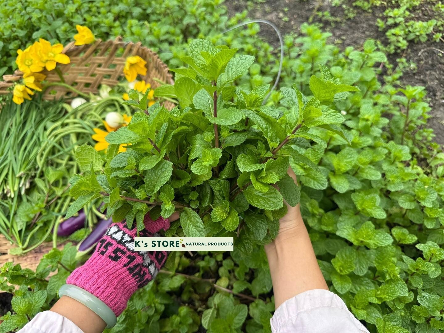 1000+ PEPERMINT HERB SEEDS – RAU HÚNG LŨI | 95% GERMINATION NON-GMO, FREE SHIP |