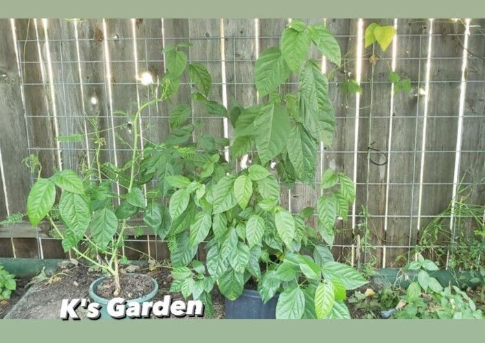 10 PCS PREMNA SERRATIFOLIA SEEDS, HẠT LÁ CÁCH