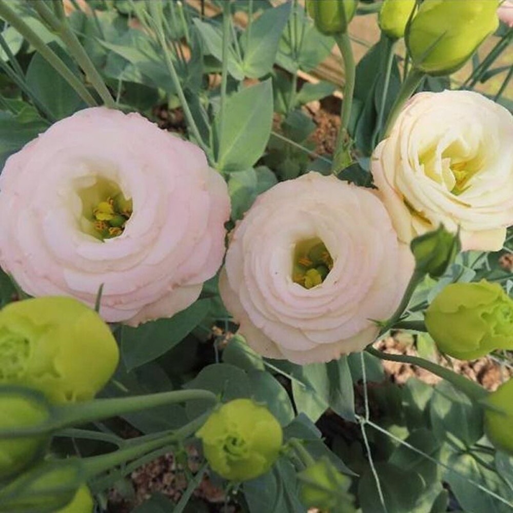 20 SEEDS baby pink LISIANTHUS (Prairie Gentian) Eustoma garden plant USA Seller