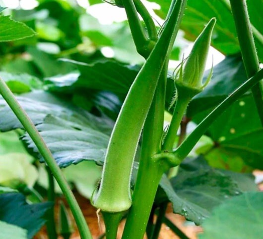 OKRA SEED, EMERALD, HEIRLOOM, NON GMO, 200 SEEDS, GARDEN OKRA SEED
