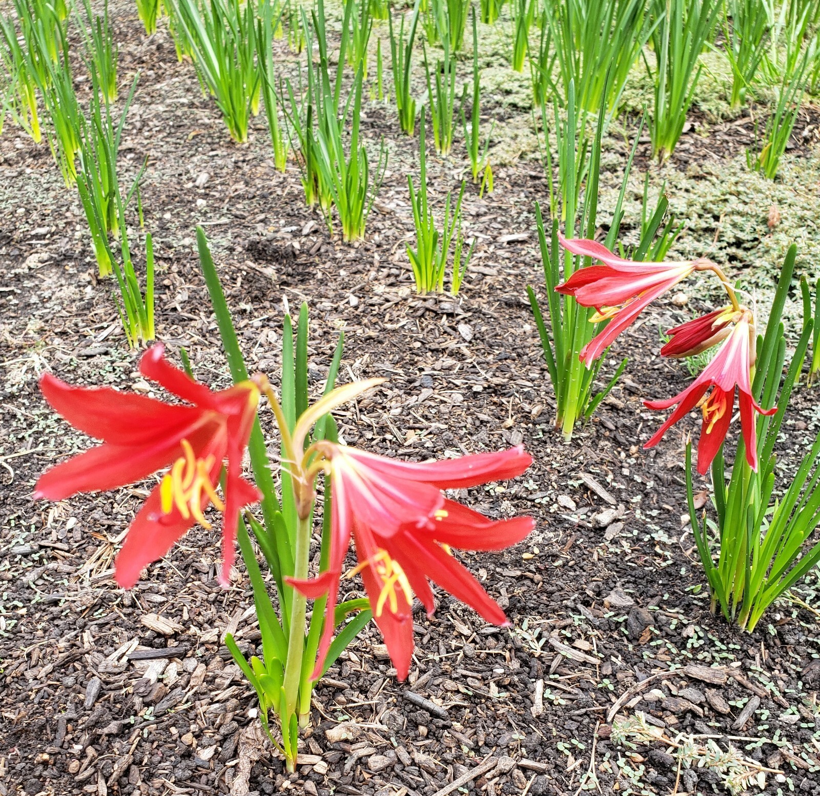 Oxblood Lily Bulbs Lilies Rain Schoolhouse Hurricane Rhodophiala bifida -3 bulbs