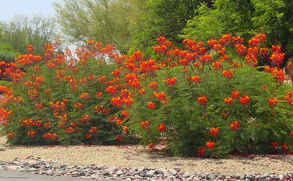 Caesalpinia Pulcherrima aka Red Bird of Paradise 5 Seeds Free Shipping!